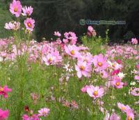 波斯菊種子的全面介紹與供應(yīng)信息