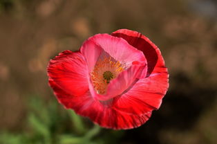 花卉與蔬菜 自然之美與生活之需的雙重饋贈