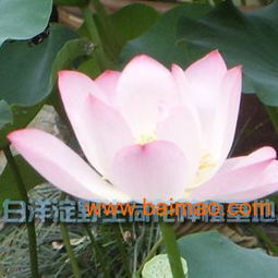 河北荷花苗優(yōu)惠出售——品質(zhì)優(yōu)良，價格親民