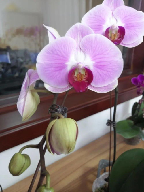 和潤農業 精品花卉與蔬菜火熱上市，點亮您的生活與餐桌