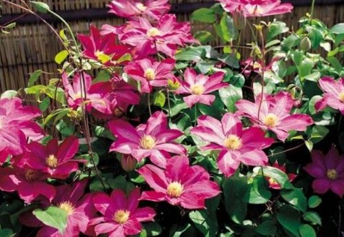 新手養花選它！花中精品輕松爬滿墻，花朵大又美，還能當蔬菜吃